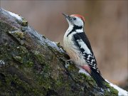 24_DSC3880_Middle_Spotted_Woodpecker_rigorous_87pc